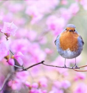 spring-bird-2295436_960_7201-600x640-7 3
