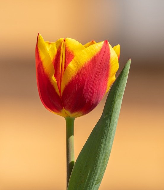 Tulip Flower Orange Red Yellow  - PetrGanaj / Pixabay